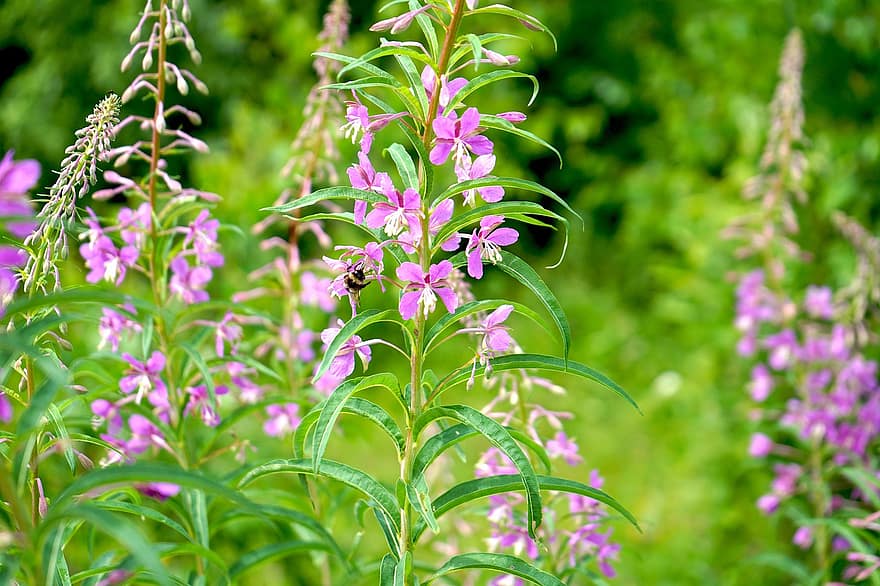chá de ivan, flores, plantar, abelha, bumblebee, inseto, Ivan Chai, ervas, sai, flor, verão