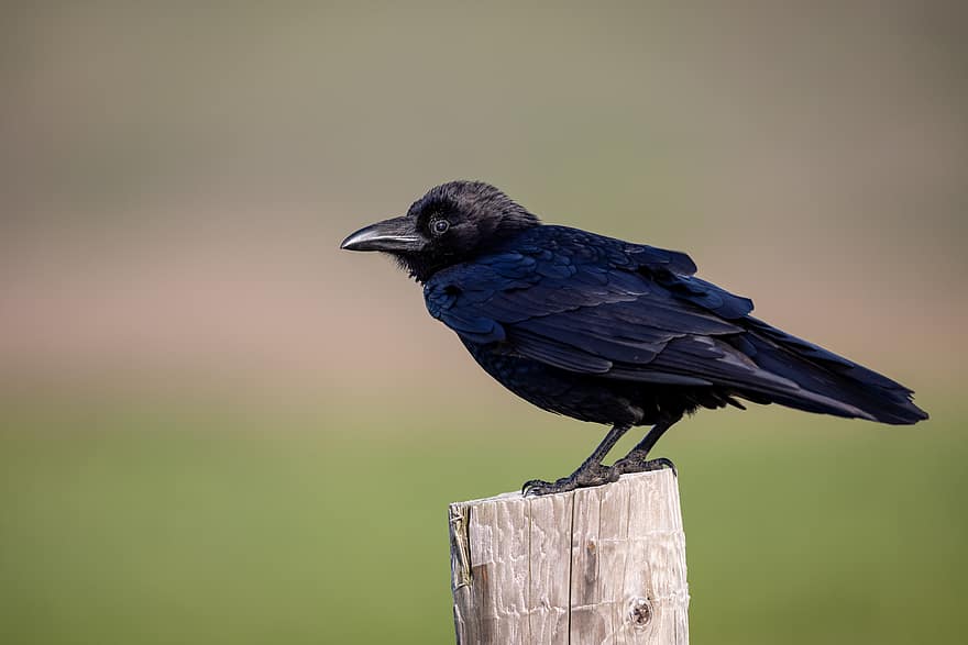 검은, 새, 자연, 닫다, 흑인, 들새 관찰, 앉은, 배경, 깃털을 넣은, 부리, 좌석