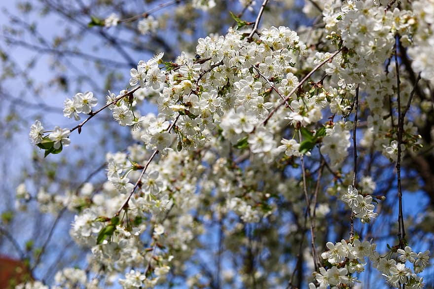 květy, bílé květy, Příroda, jaro, větev, strom, květ, rostlina, sezóna, detail, list