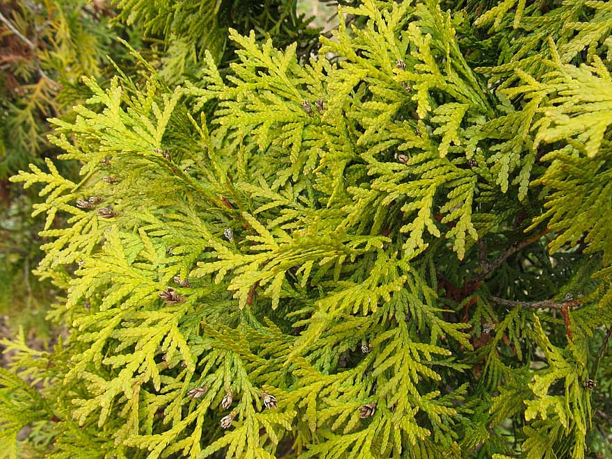 Juniper, Leaves, Plant, Tree, Nature, Bush, Pine, Needles, Evergreen, Spruce, leaf
