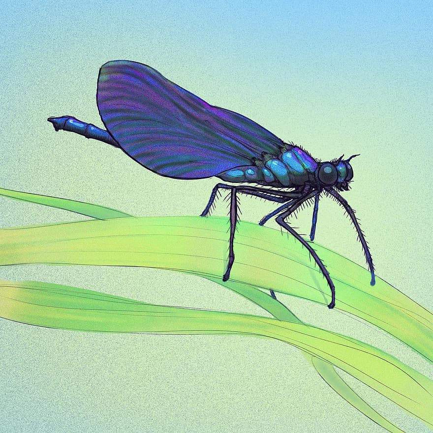 Nature, Mayfly, Insect, Leaf, Dragonfly, Green, Summer, Fly, Drawing, Animal, Micro
