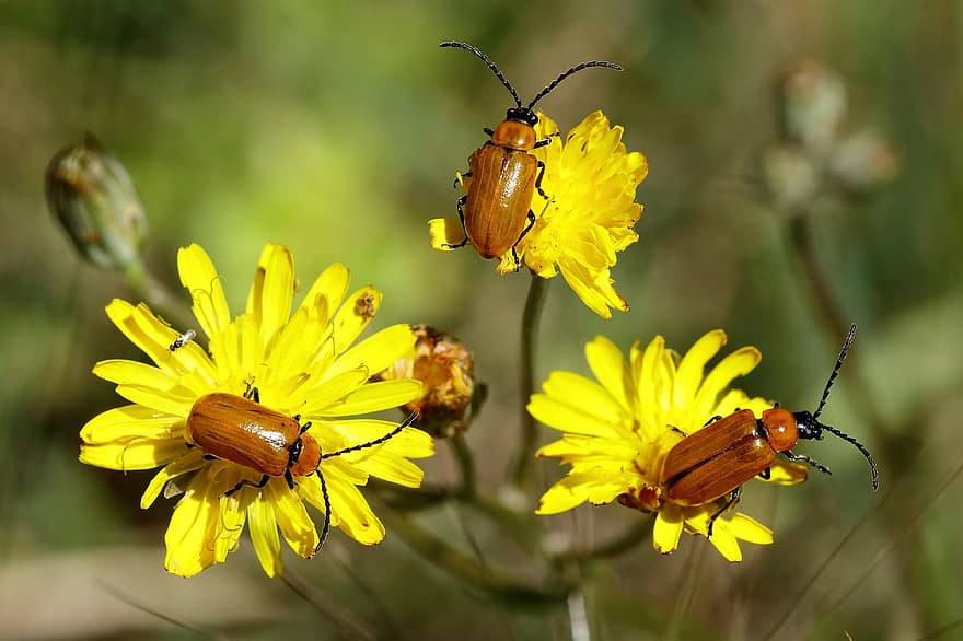 Insekten, Käfer, gelbe Blumen, Blumen, Garten, Entomologie, Insekt, Nahansicht, Sommer-, Gelb, Blume