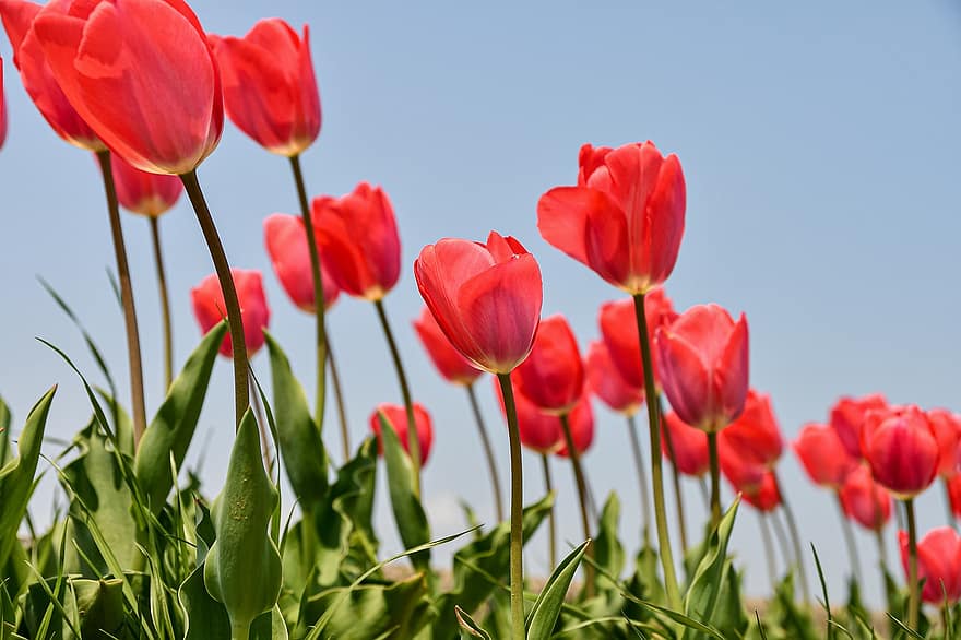 những bông hoa, Hoa tulip, mùa xuân, theo mùa, hoa, cánh đồng, Thiên nhiên, ngoài trời, sự phát triển, thực vật học, cánh hoa