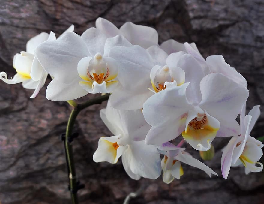 orkidéer, vit, blommor, blomma, vita orkidéer, vita blommor, kronblad, vita kronblad, flora, vild, vilda växter