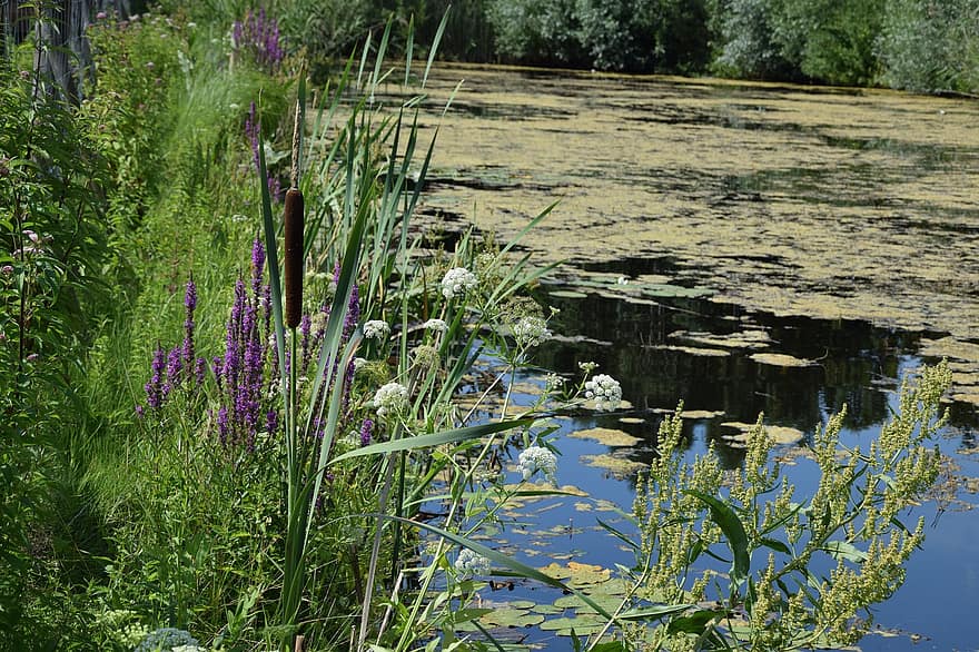 езерце, водна леща, природа, растения, водни лилии, езеро, вода, река, растителност, заобикаляща среда, екология