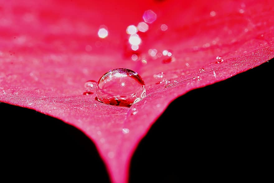 Drop Of Water, Leaf, Drip, Rain, Raindrop, Water, Wet