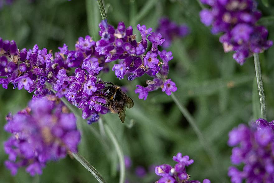 abelha, inseto, polinizar, polinização, lavandas, flores, inseto com asas, asas, natureza, himenópteros