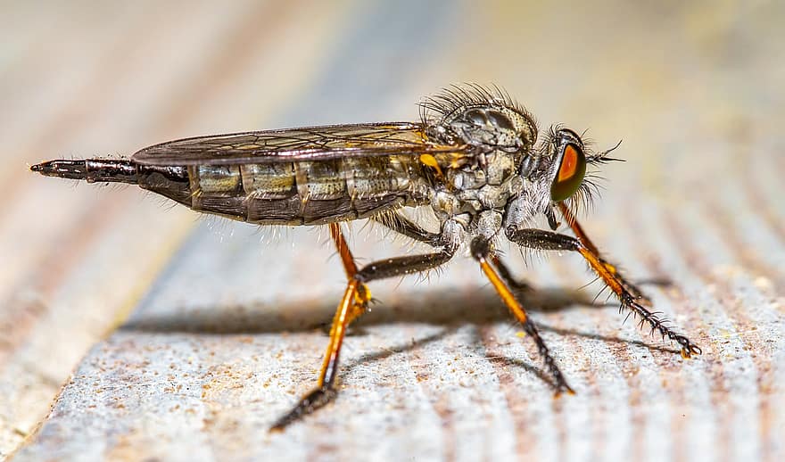 Robberfly, animalia, volare, verde, composto, occhi, corpo, albero, a caccia, Estonia, estate