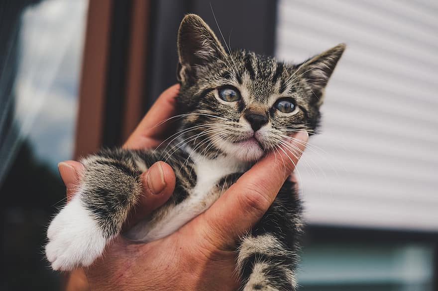 Cat, Kitten, Hand, Small, Eyes, Animal, Pet, Cute, Domestic, Young, Adorable
