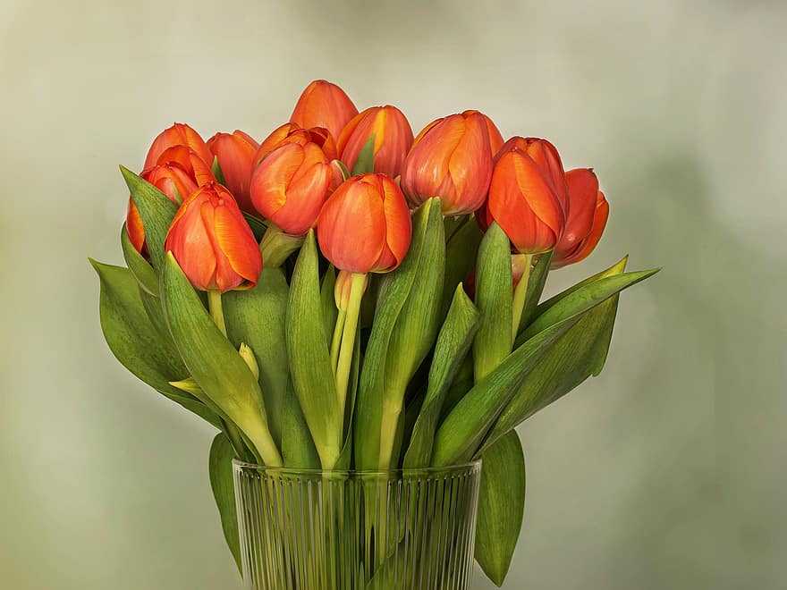 tulipanes, racimo de flores, flores, primavera, jardín, flor, planta, tulipán, color verde, frescura, hoja