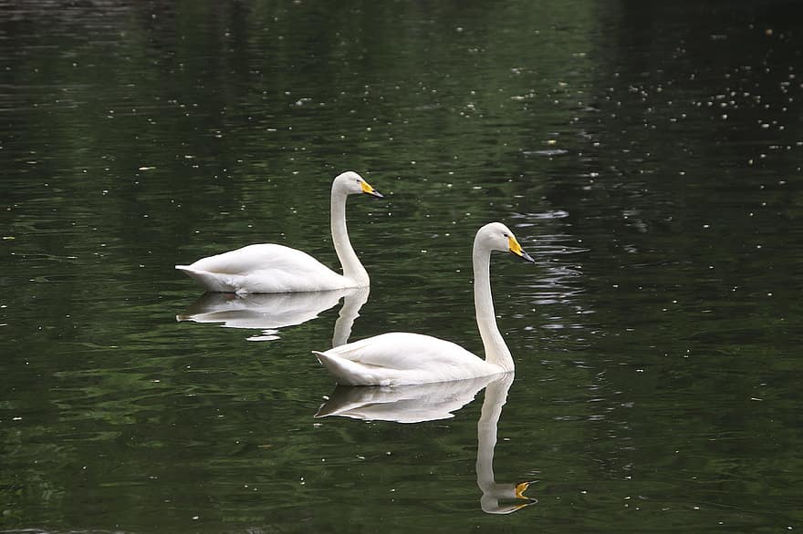 Swans, Couple, Pond, Birds, White Swans, Anatidae, Water Birds, Aquatic Birds, Waterfowls, Animals, Pair