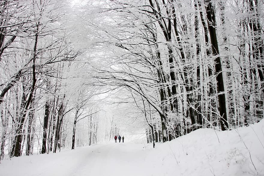 หิมะ, ฤดูหนาว, เส้นทาง, คน, ต้นไม้, ป่า, ถนน, น้ำค้างแข็ง, หนาว, ธรรมชาติ