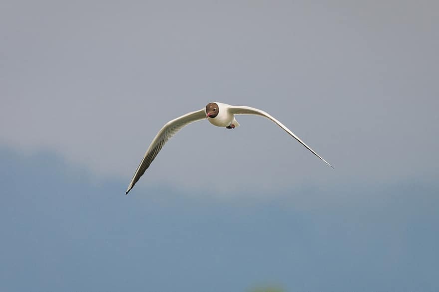 Black-headed Gull, Bird, Gull, Nature, Chroicocephalus Ridibundus, Water Bird, Flying Bird, Ornithology, flying, seagull, beak