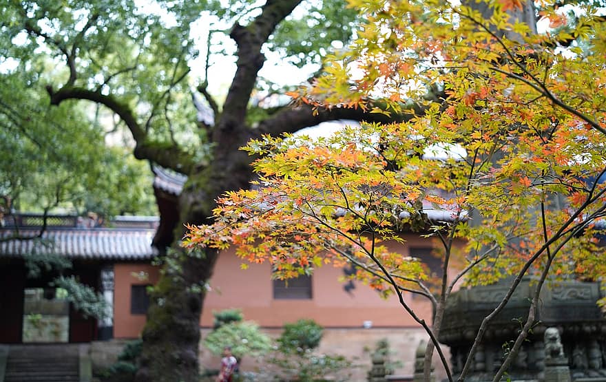 Maple Tree, Temple, Fall, Autumn, Branches, Leaves, Maple Leaves, Plant, Garden, Nature