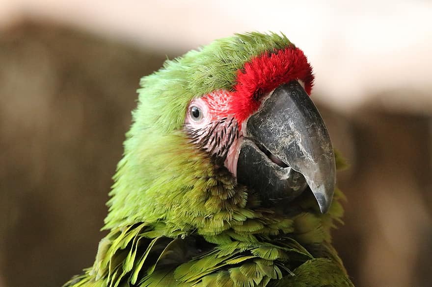 grande macaw verde, uccello, animale, pappagallo, natura, piume, fauna, birdwatching, becco, multicolore, piuma