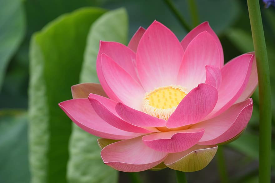 Lotus, Blume, pinke Blume, Lotus Blume, Blütenblätter, rosa Blütenblätter, blühen, Nektar, Pflanze, Wasserpflanze, Natur