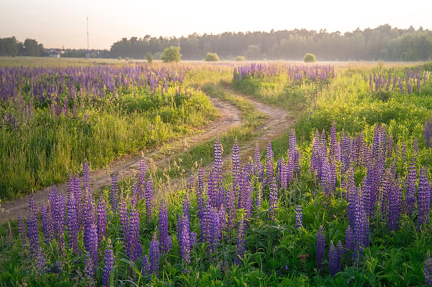 campo, la carretera, lupino, planta, flor, naturaleza, verano, amanecer, azul, púrpura, brillante