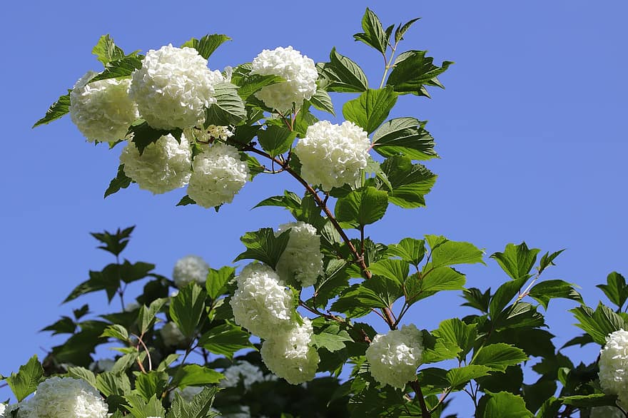 hortensia, blomster, forår, hvide blomster, flor, blade, afdeling, forår blomster, have, natur