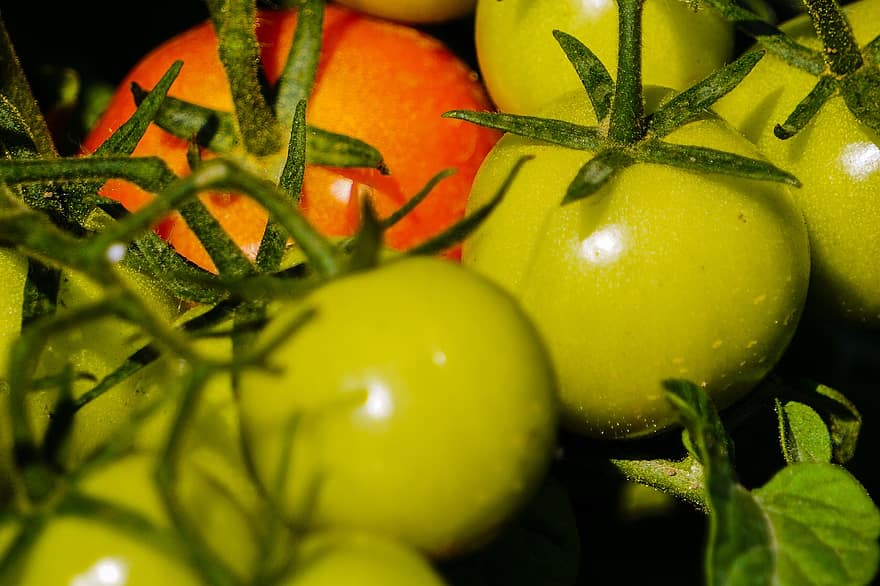 tomat, frukt, grønnsak, organisk, innhøsting, grønn, rød