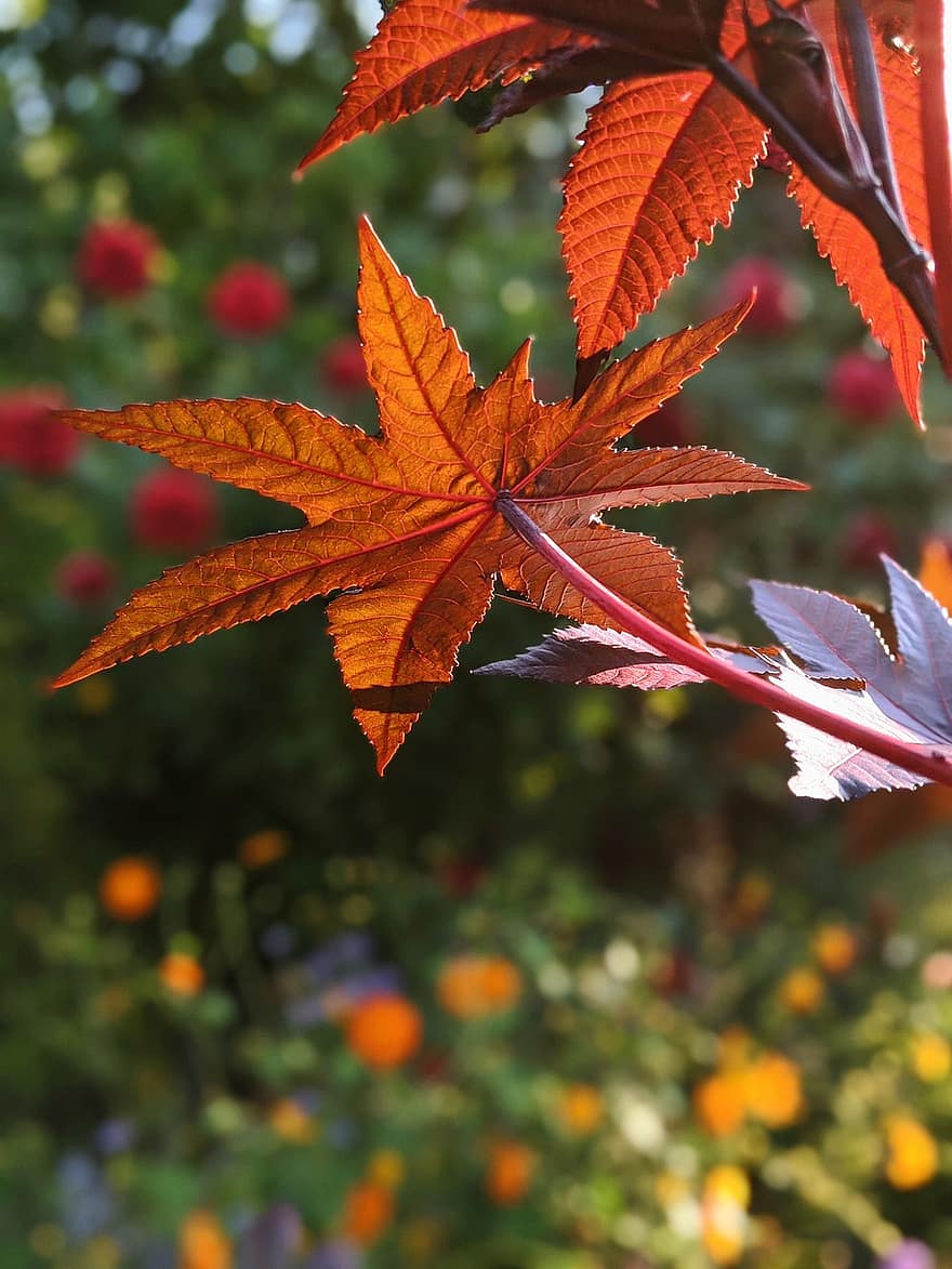 кленов лист, червени листа, есен, падане