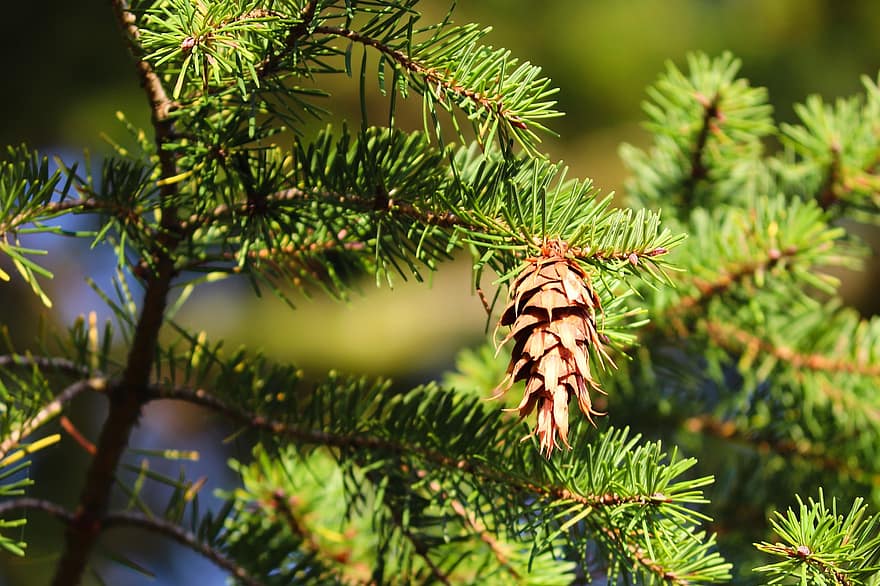 douglas pine, douglas spruce, conífera, fruita, pseudotsuga menziesii, madur
