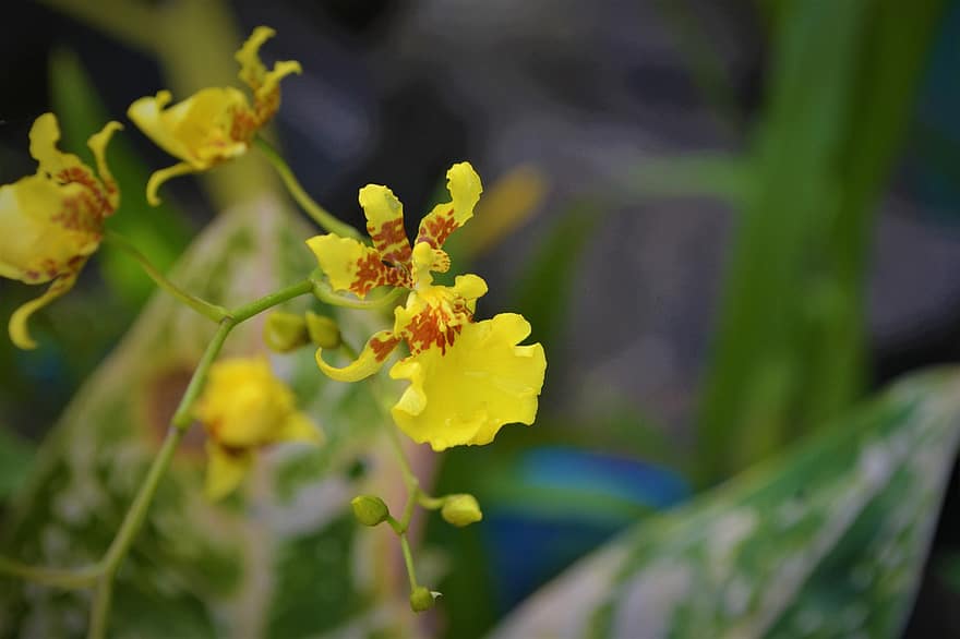 orkidea, kukat, kasvi, keltaiset kukat, terälehdet, silmut, kukinta, luonto