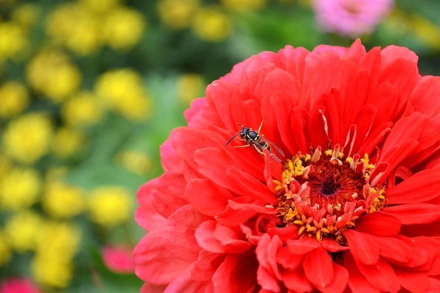 flor, vespa, abelha, inseto, natureza, jardim, verão, Flor, flora, mundo animal, fechar-se