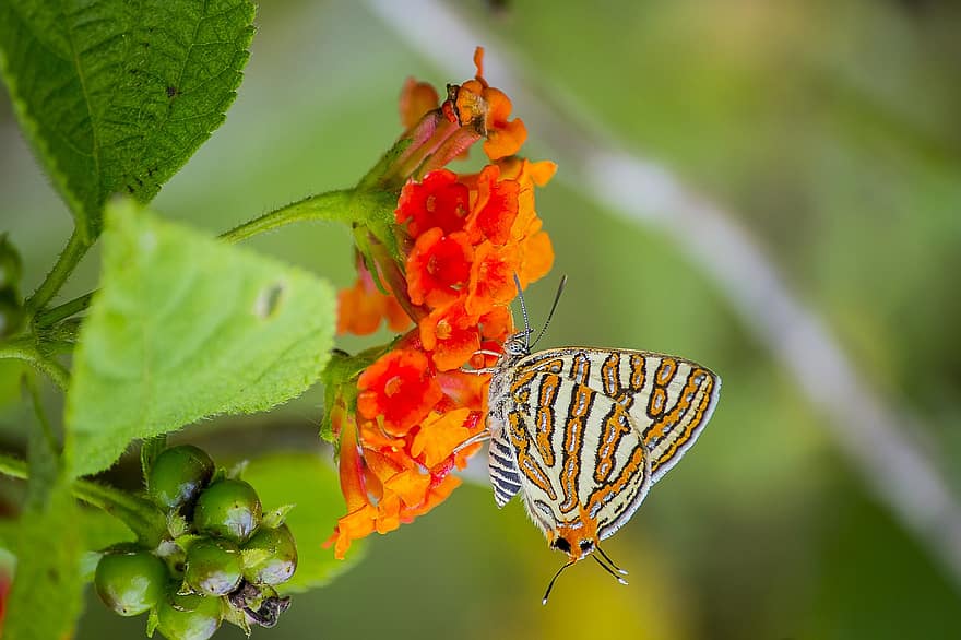 Spindasis, Lantana, Pollination, Cigaritis, Butterfly, Insect, Wildlife, Nature, Animal, Close Up, Flowers