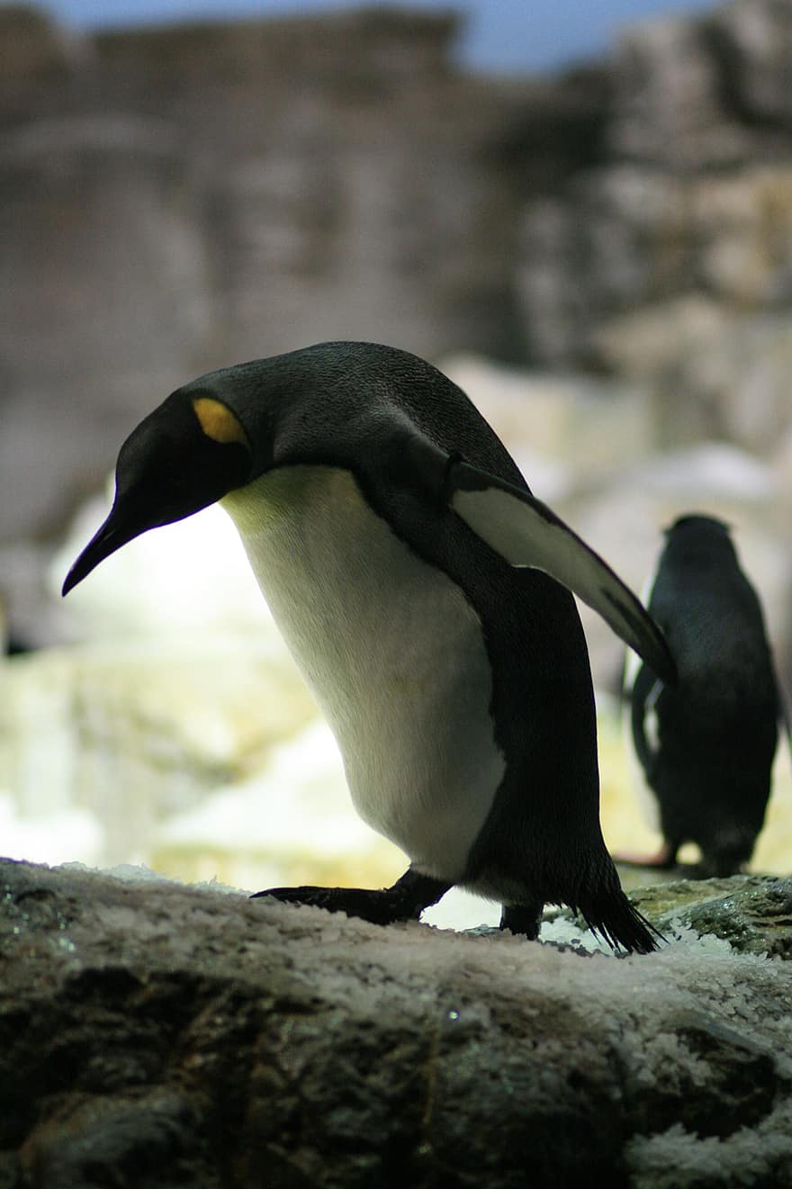 tučňák, zvíře, pták, zimní, volně žijících živočichů