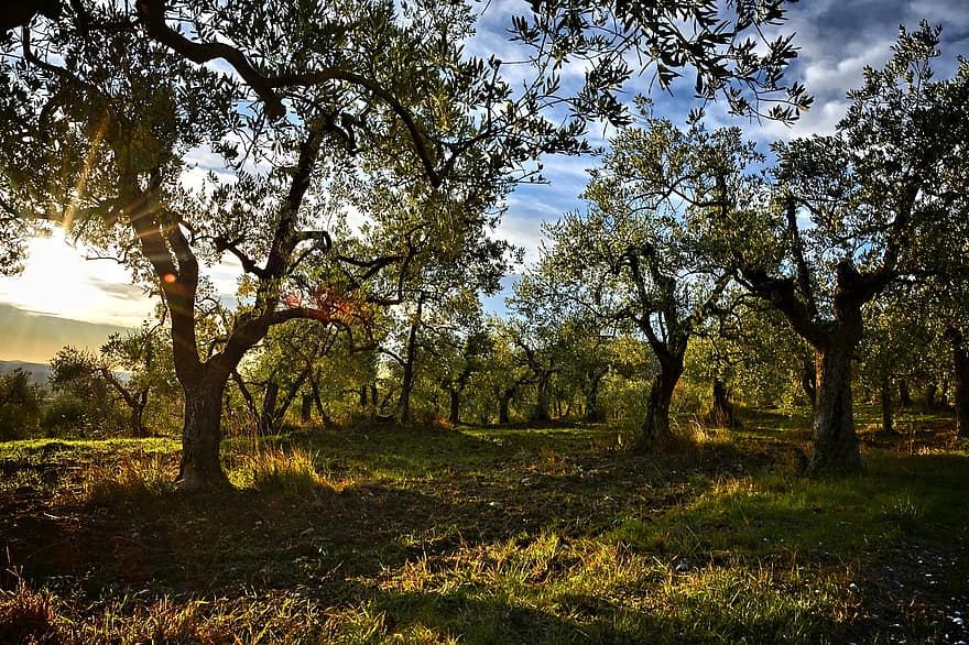 Bäume, Oliven, Bauernhof, Plantage, Landwirtschaft, Anbau, ländlich, Landschaft, Über Delle Tavarnuzze, Florenz, toskana