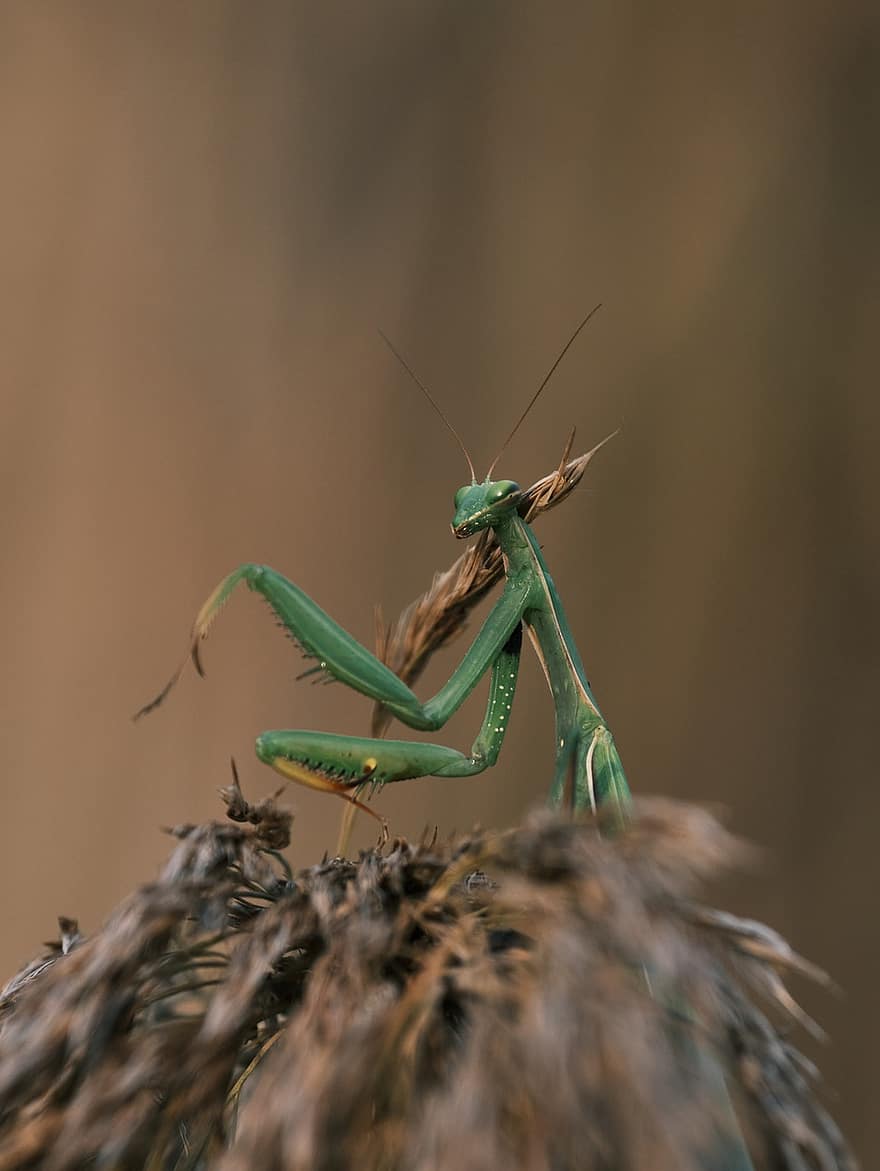 insectă, Mantis, entomologie