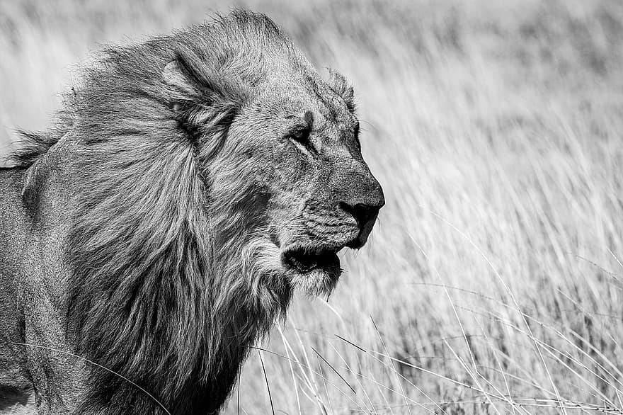 aslan, hayvan, çayır, memeli, büyük kedi, vahşi hayvan, yaban hayatı, fauna, çöl, doğa, etkin milli park