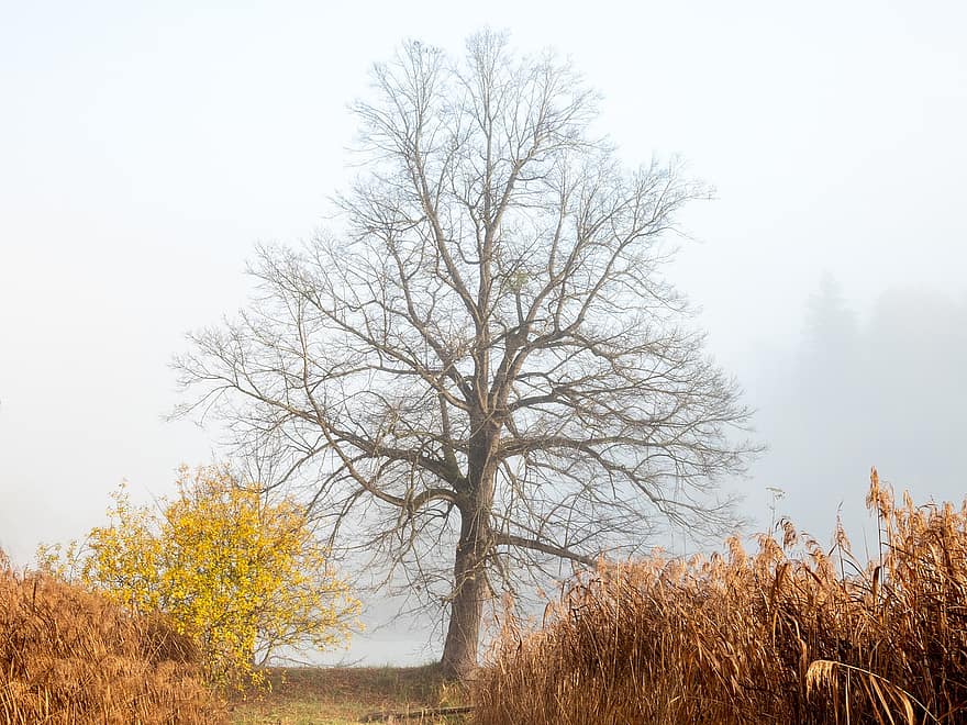 sentiero, albero, nebbia, Trautenfels, Austria, pista, prato, natura, paesaggio, all'aperto, autunno