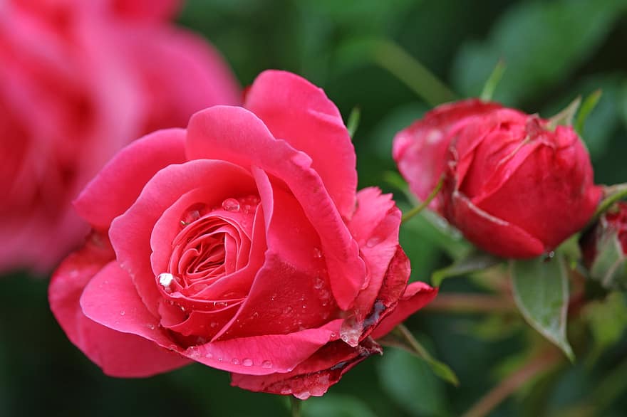 рожевий, троянда, цвітіння, романтичний, сад, краса, цвітіння троянди, трояндовий кущ, природи, пелюстки, романтика