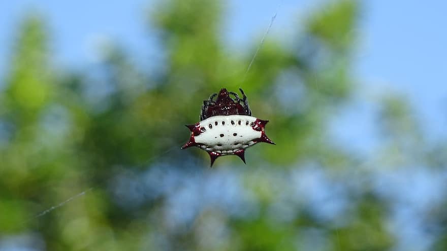 Spiny Orbweaver, Spindel, arachnid, Spineybacked Orb Weaver Spider, vit spindel, djur-, spindel silke, natur