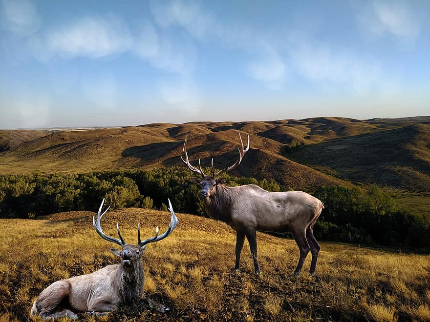 Background, Mountains, Valley, Elk, Fantasy, Animals, Digital Art