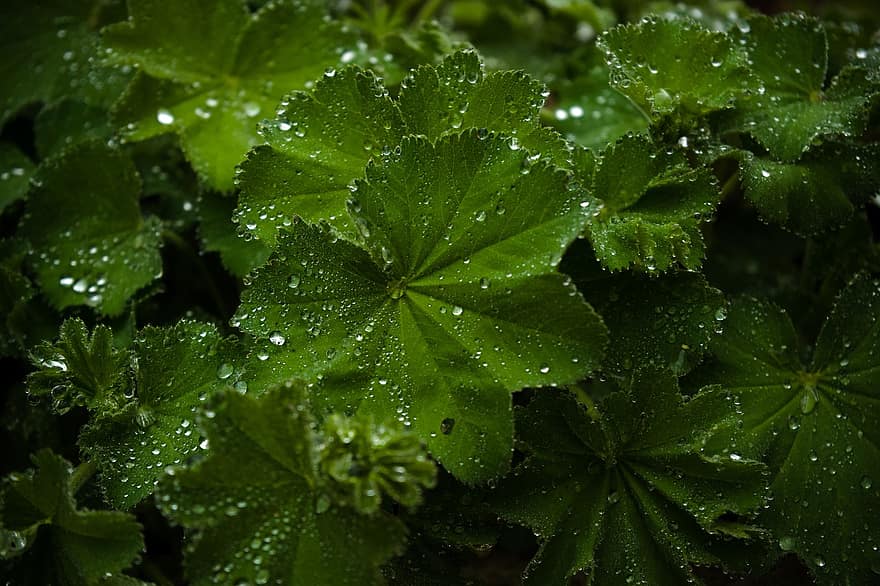 deszcz, Zielony, kropla deszczu, roślina, środowisko, tło, frauenmantel