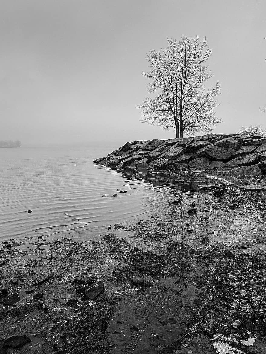 rotsen, boom, zwart en wit, koude, water, rivier-, herfst, vallen, verdrietig, landschap, kustlijn