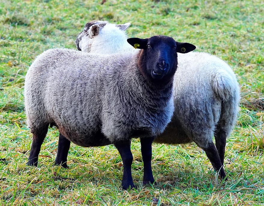 schapen, vee, kudde-, dier, schaapskudde, weide, farm, gras, landelijke scène, landbouw, wol