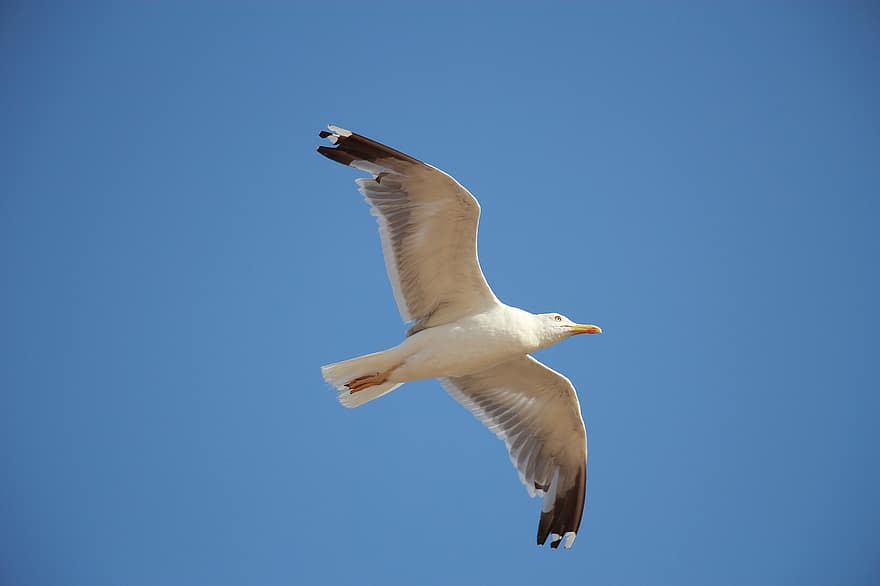 Seagull, Bird, Fly, Flying Bird, Flight, Wings, Gull, Water Bird, Seabird, Ave, Avian