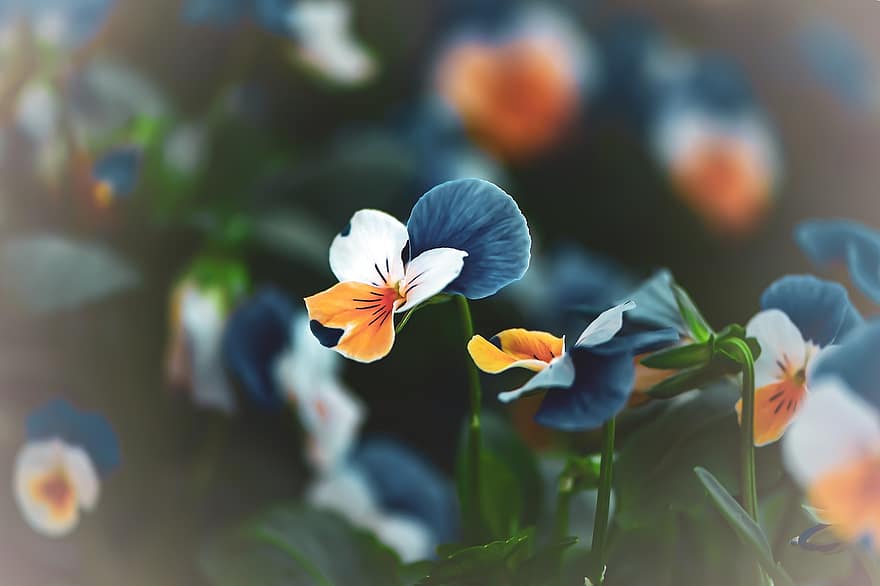 Flowers, Postcard, Nature, Macro, Blurred, Autumn Theme, Summer Theme, Android Wallpaper, Hello, Blossom Flowers, A Post Card