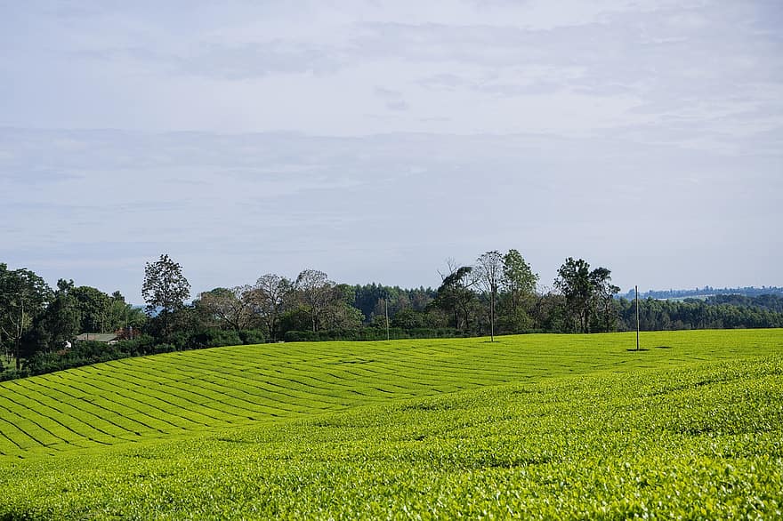 плантація чаю, кенія, землеробство, сільське господарство, природи, ферми, сільській місцевості, сільський