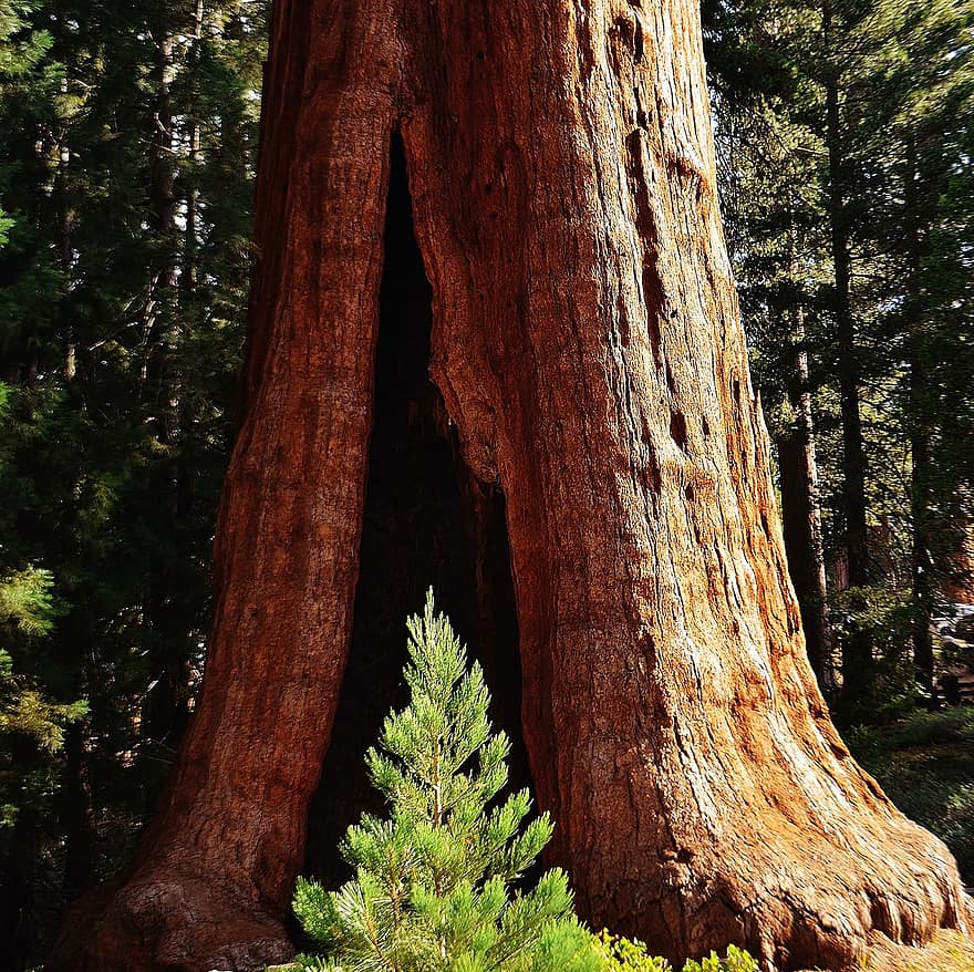 sequoia tree, gigantiske treet, stamme, sequoia nasjonalpark, california, usa, trær, skogen, landskap, skog