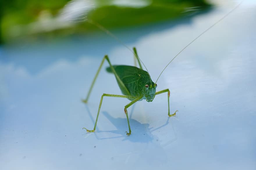cricket, insetto, macro, fauna