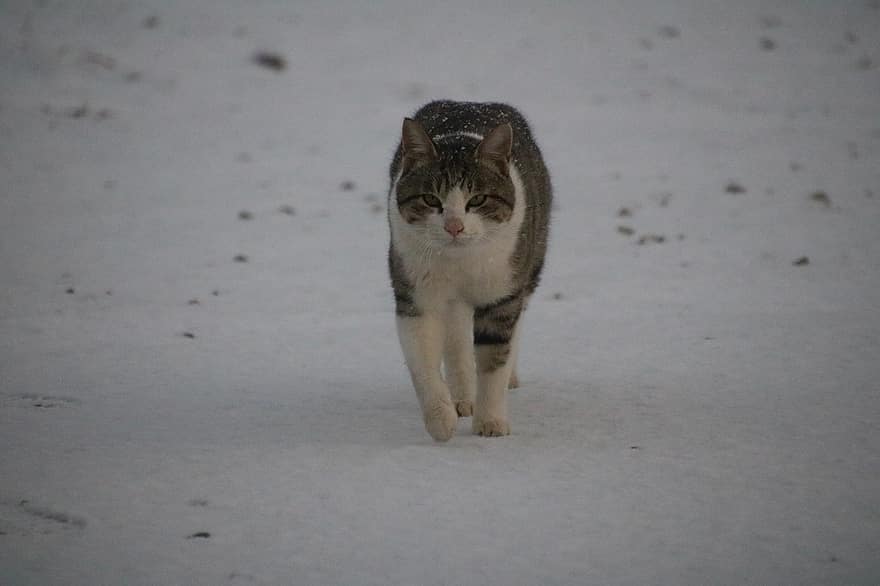 แมว, หิมะ, ฤดูหนาว, สัตว์เลี้ยง, น่ารัก, ของแมว, ลูกแมว, แมวบ้าน, มอง, ขน, มัสสุ