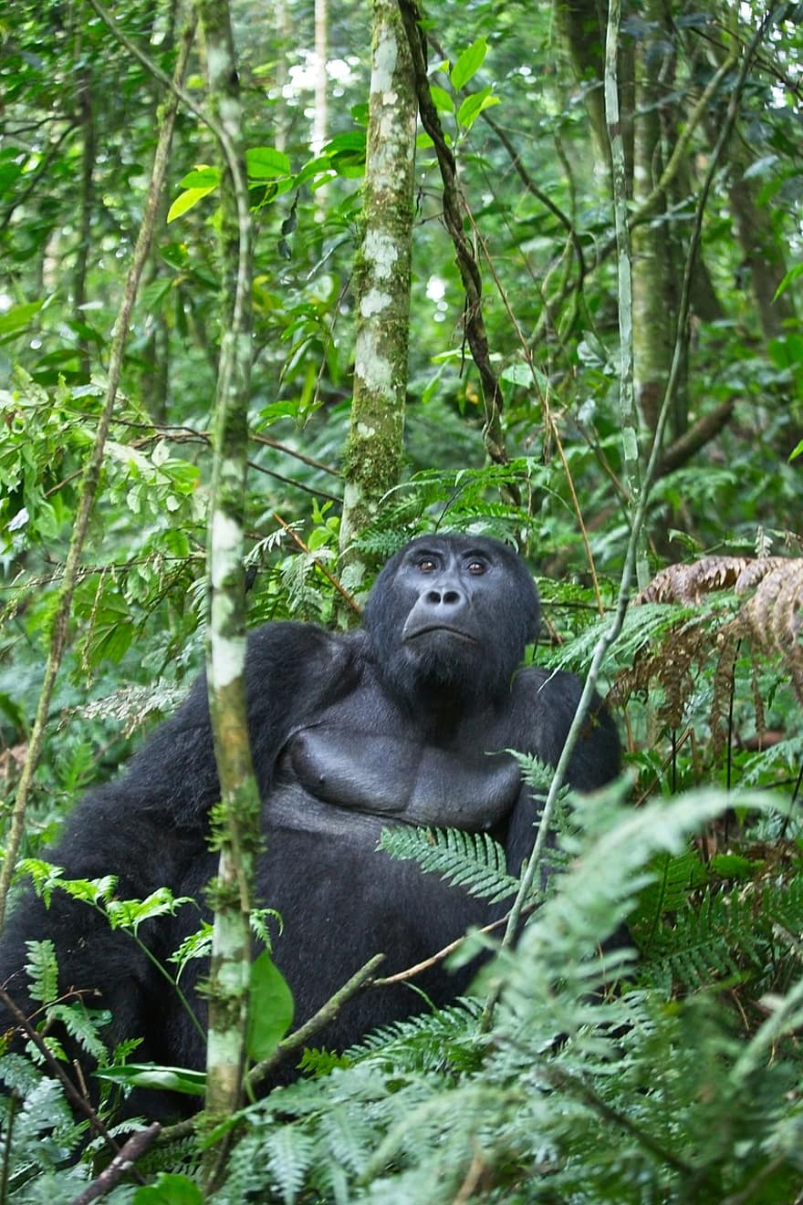 gorilla, emberszabású majom, prímás, dzsungel, levelek, lombozat, trekking