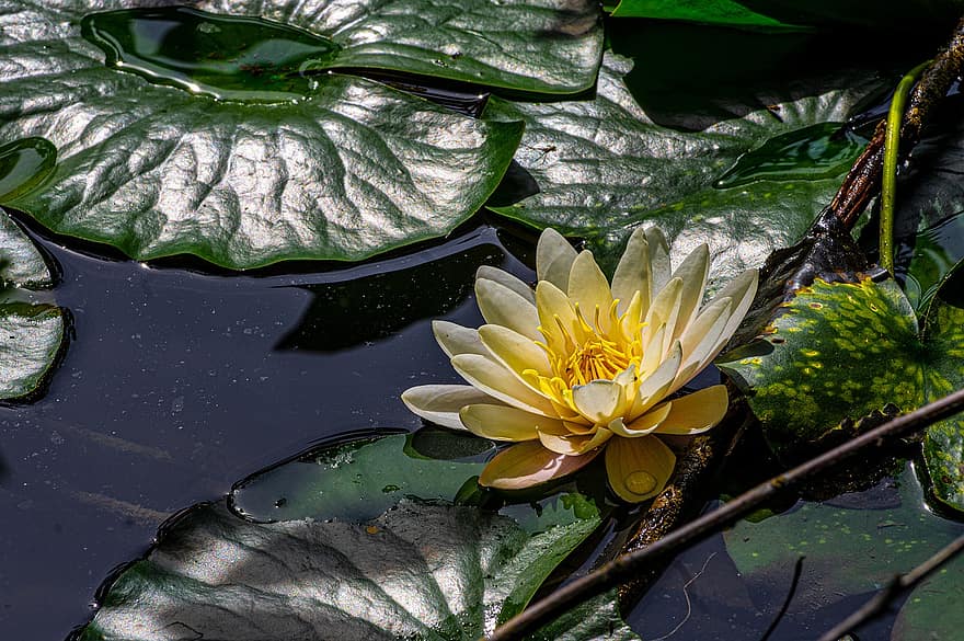 Water Lily, Flower, Pond, Lily Pads, Yellow Flower, Petals, Yellow Petals, Bloom, Blossom, Aquatic Plant, Flora