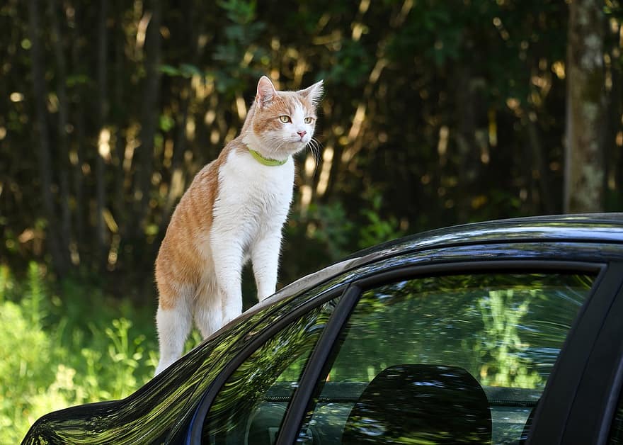 قط ، القطط ، سيارة
