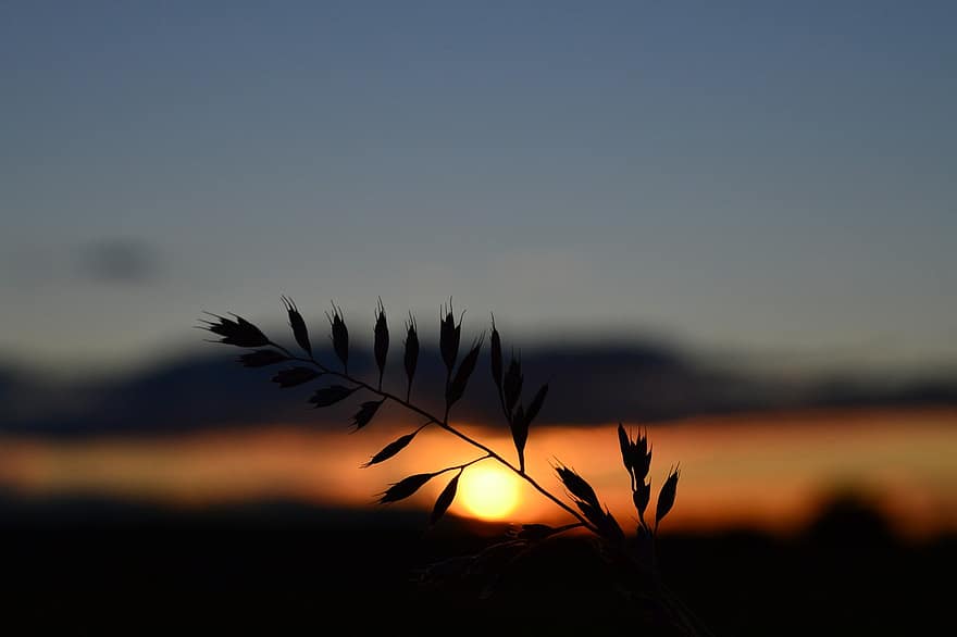 épi de blé, le coucher du soleil, crépuscule