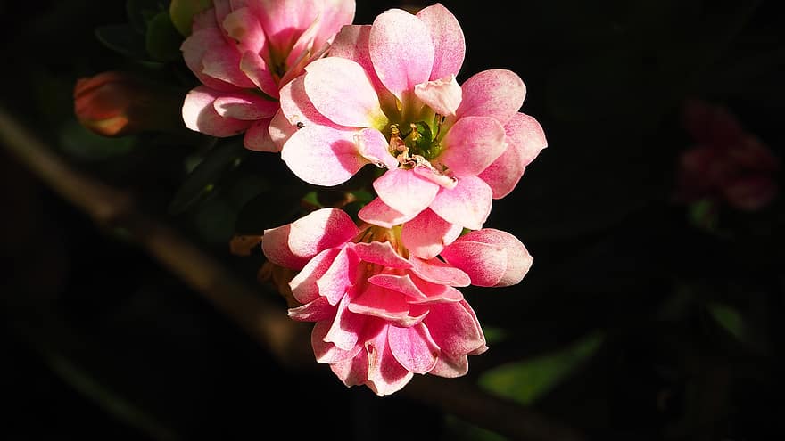 Flowers, Nature, Pink, Rose, Bud, Spring, Blossom, Bloom, Plant, Ornamental Plant, Close Up